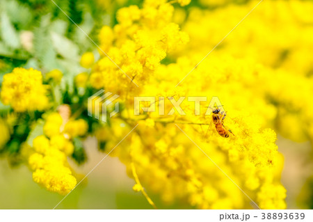 東京都 アカシアの花の写真素材 3639