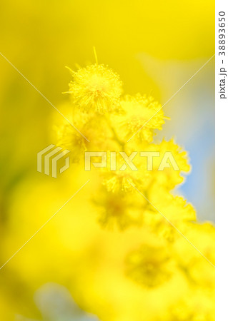 【東京都】アカシアの花 38893650