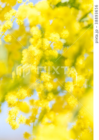 【東京都】アカシアの花 38893656