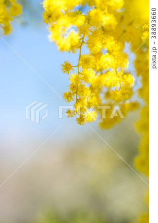【東京都】アカシアの花 38893660