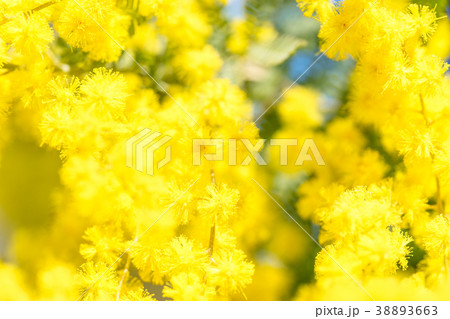 【東京都】アカシアの花 38893663