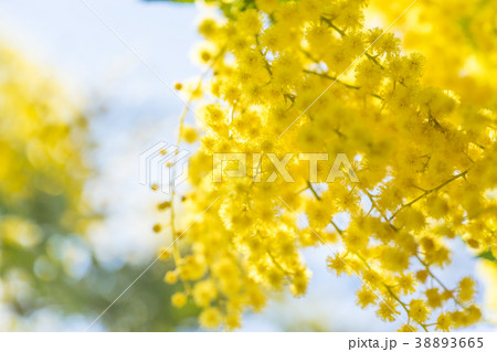 【東京都】アカシアの花 38893665
