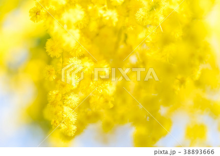 【東京都】アカシアの花 38893666