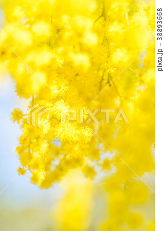 【東京都】アカシアの花 38893668