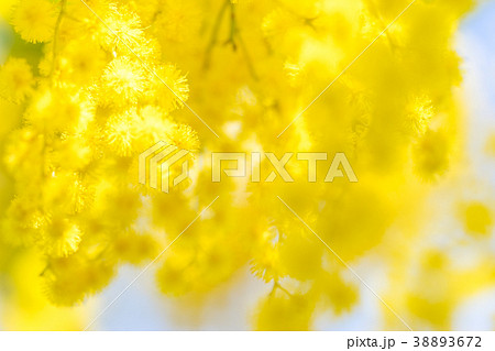 【東京都】アカシアの花 38893672
