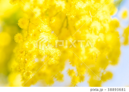 【東京都】アカシアの花 38893681