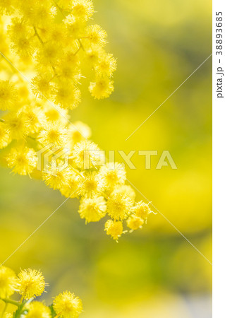 【東京都】アカシアの花 38893685