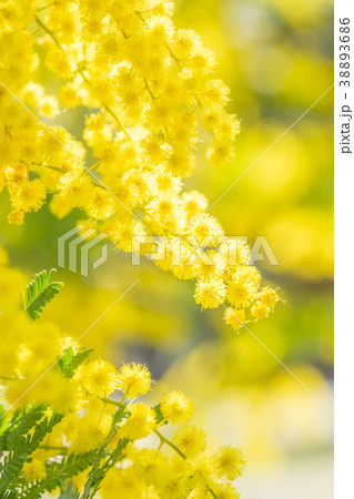【東京都】アカシアの花 38893686