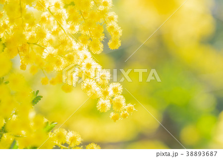 【東京都】アカシアの花 【東京都】アカシアの花 38893687