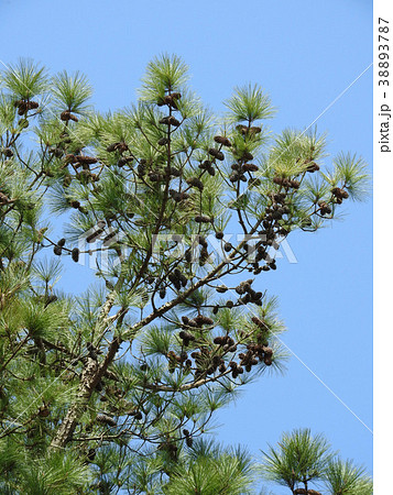 大王松 松類の中では世界一長い葉を持つ の大きな松ぼっくりの写真素材 3787