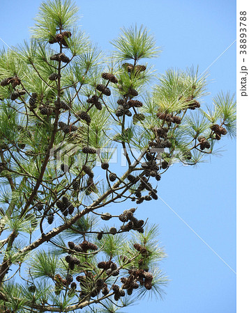 大王松（松類の中では世界一長い葉を持つ）の大きな松ぼっくり 38893788