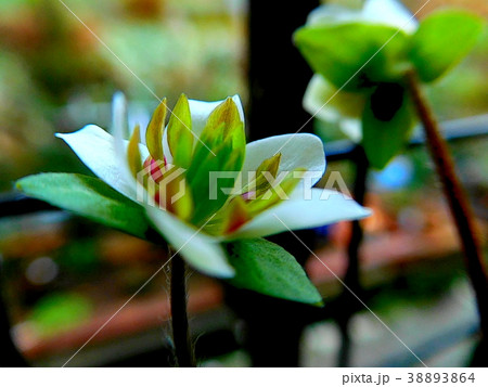 春の草花（雪割草） 38893864