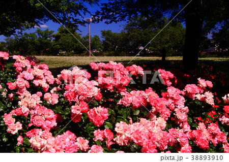 農業公園(兵庫県 尼崎市)に咲くバラの花 農業公園(兵庫県 尼崎市)に咲くバラの花 38893910