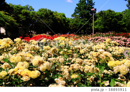 農業公園(兵庫県 尼崎市)に咲くバラの花 農業公園(兵庫県 尼崎市)に咲くバラの花 38893911