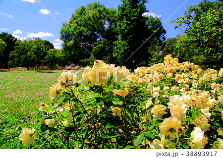農業公園(兵庫県 尼崎市)に咲くバラの花 農業公園(兵庫県 尼崎市)に咲くバラの花 38893917