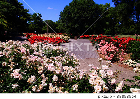 農業公園(兵庫県 尼崎市)に咲くバラの花 農業公園(兵庫県 尼崎市)に咲くバラの花 38893954