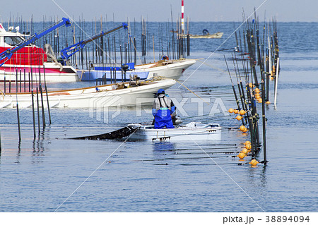 三池港　海苔摘み 38894094