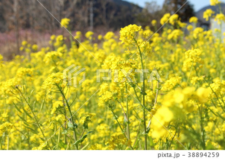菜の花畑 38894259