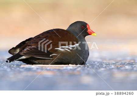 Water bird Gallinula chloropus in winter 38894260