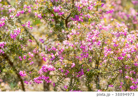 【東京都】ジャノメエリカ 38894973