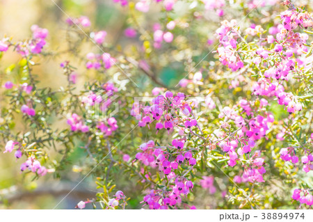 【東京都】ジャノメエリカ 【東京都】ジャノメエリカ 38894974