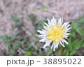 シロバナタンポポ 38895022