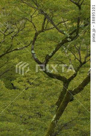 Autumn big tree in the garden Autumn big tree in the garden 38895101
