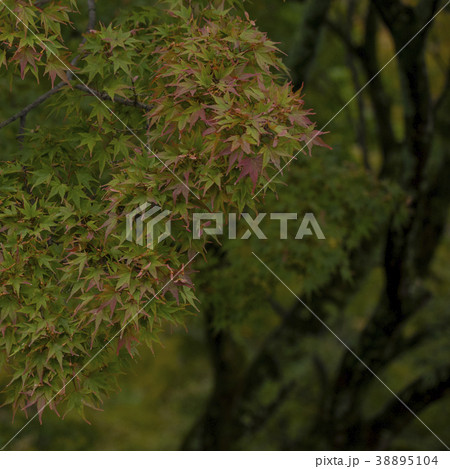 Autumn big tree in the garden 38895104