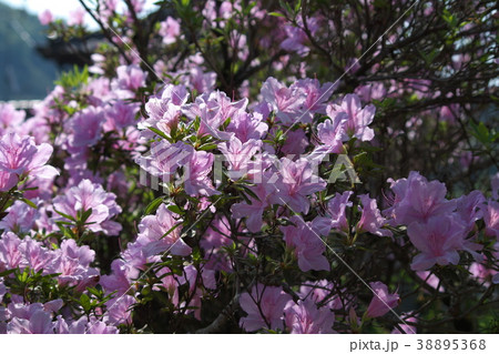 つつじ 38895368