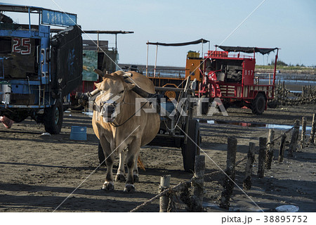 湿原 湿地 沼地 38895752