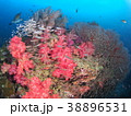 タイ・アンダマン海の竜宮城のようなソフトコーラル群 38896531