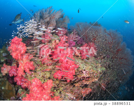 タイ・アンダマン海の竜宮城のようなソフトコーラル群 38896531