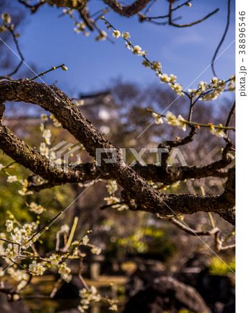 姫路城西御屋敷跡庭園好古園 姫路公園　姫路城内にある日本庭園　日本の庭園 38896546