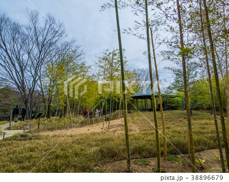 日本の美しい庭　姫路城西御屋敷跡庭園好古園 姫路公園　姫路城内にある日本庭園　庭木　盆栽 38896679