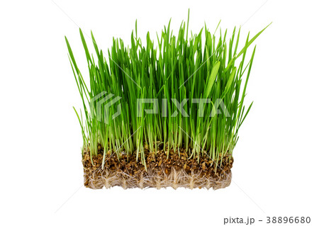 Germinated seeds of oat, green grass isolated 38896680