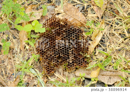 dead bee nest falling on ground in forest dead bee nest falling on ground in forest 38896914