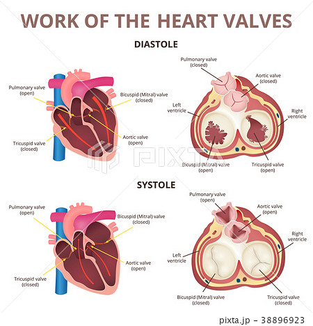 anatomy of the human heart 38896923
