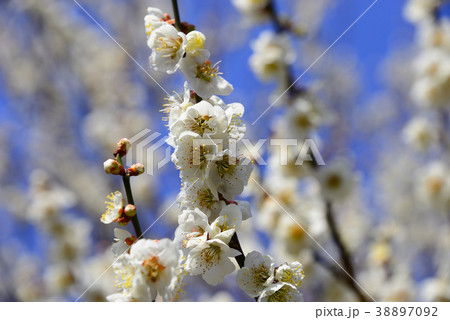 梅の花 38897092