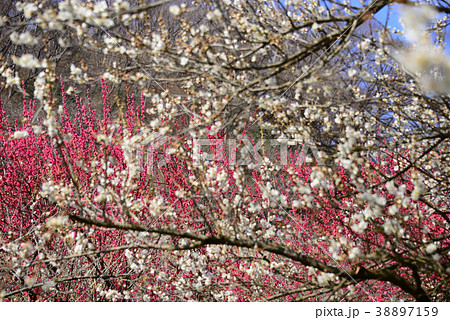 梅の花 38897159