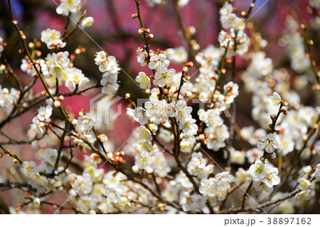 梅の花 38897162