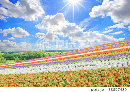 beautiful  landscape in biei 38897489