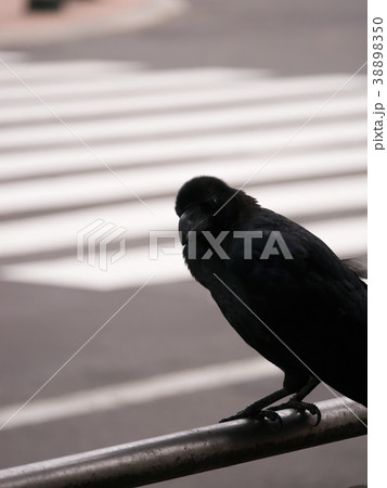 Crow Stood on The Trail near Crosswalk 38898350