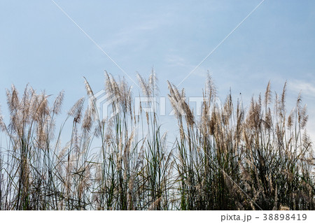 beautiful plants on the sky background beautiful plants on the sky background 38898419
