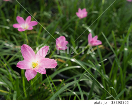 Pink Rain Lily Flowers Blooming 38898565