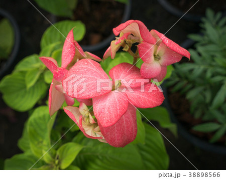 Rain Drops on The Dona Training Pink Flowers 38898566