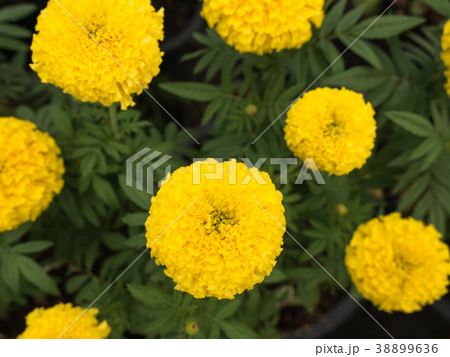 Marigold Blooming in The Farm 38899636