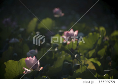 睡蓮 スイレン 水連 38899759