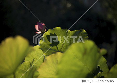 睡蓮 スイレン 水連 38899765
