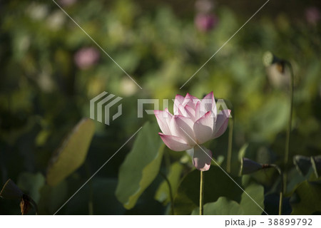 睡蓮 スイレン 水連 38899792