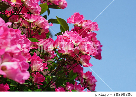 青空に映えるローズピンクのバラ 青空に映えるローズピンクのバラ 38899806